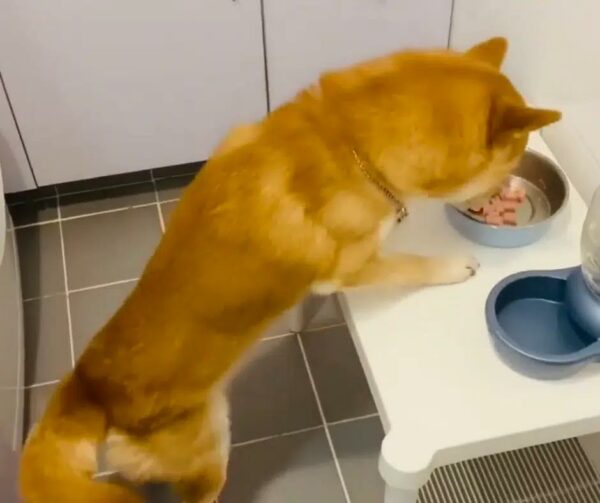 El misterioso ritual de comida de un Shiba Inu deja a los espectadores asombrados-1