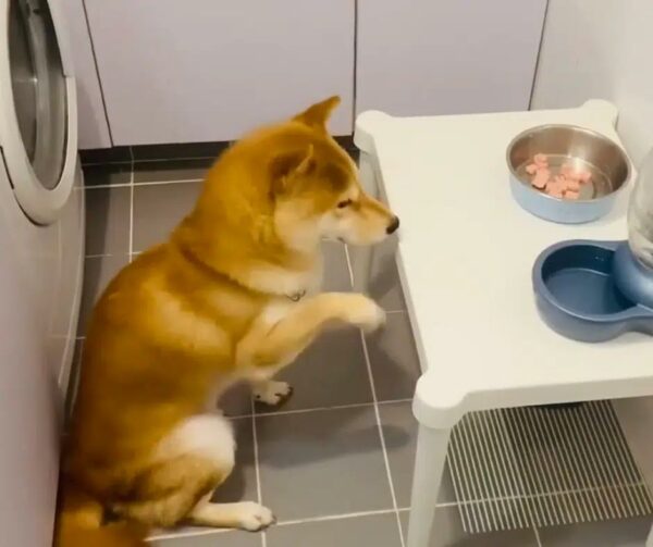 El misterioso ritual de comida de un Shiba Inu deja a los espectadores asombrados-1