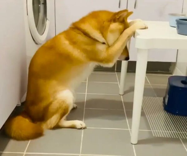 El misterioso ritual de comida de un Shiba Inu deja a los espectadores asombrados-1