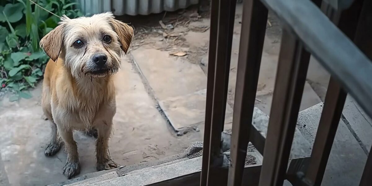 A Stray Dog's Mysterious Visits Reveal a Heartfelt Secret