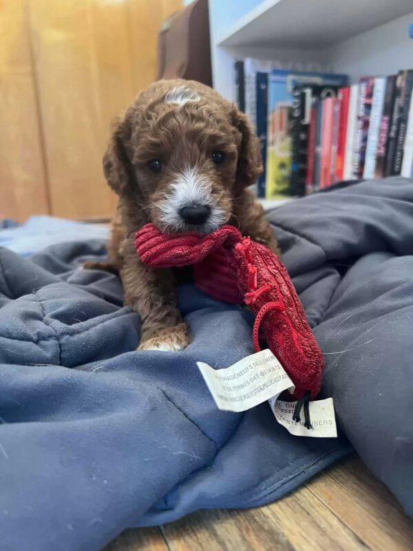 La llamada de atención de un dulce perro de acogida conduce a una sorpresa inolvidable-1