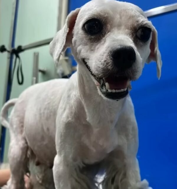 La súplica de un pequeño perro callejero conduce a una revelación sorprendente-1