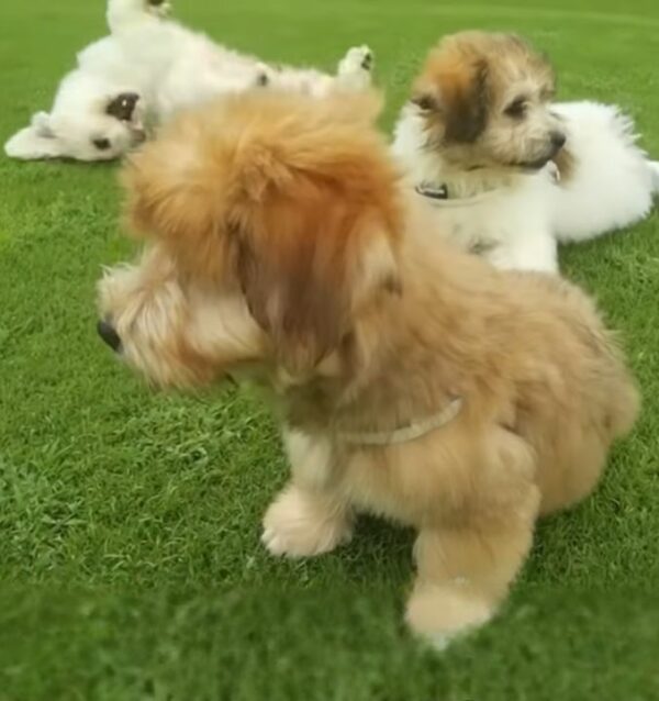 La súplica de un pequeño perro callejero conduce a una revelación sorprendente-1