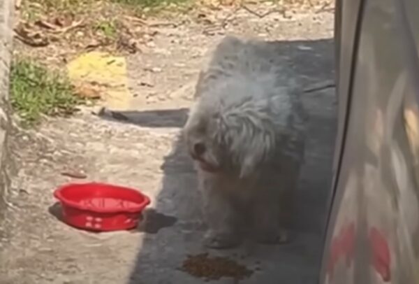 La súplica de un pequeño perro callejero conduce a una revelación sorprendente-1