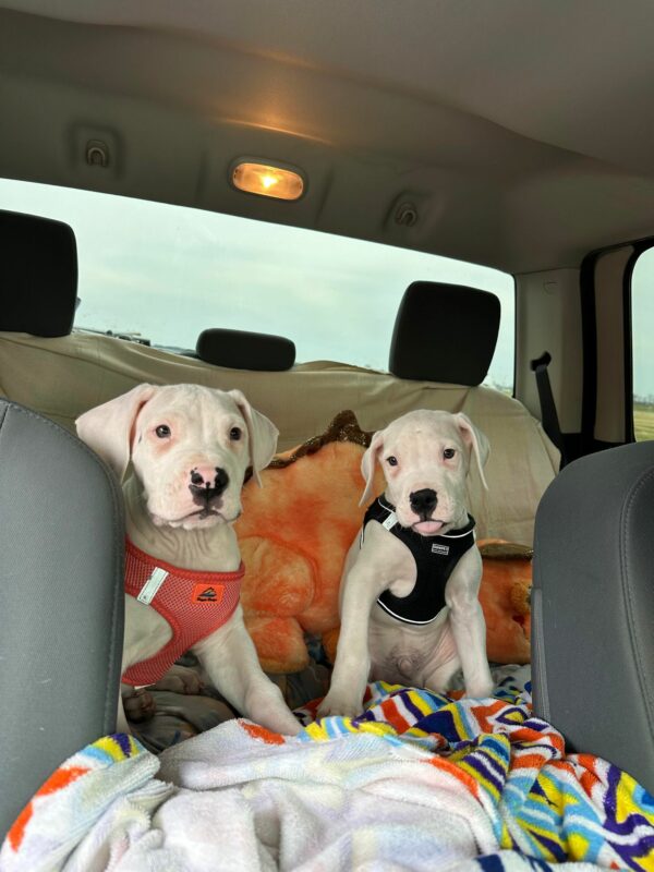 A Truck Bed Discovery That Will Melt Your Heart and Change Lives Forever-1