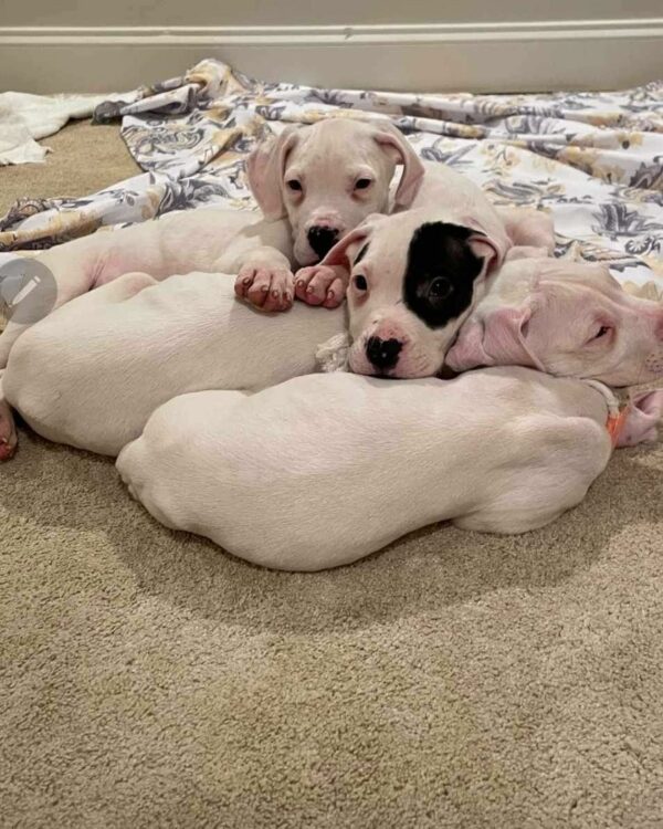 A Truck Bed Discovery That Will Melt Your Heart and Change Lives Forever-1