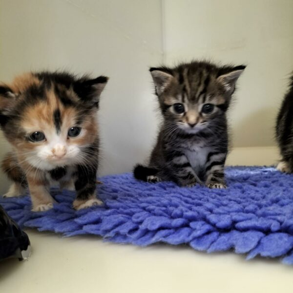 Abandoned Crate Reveals a Heart-Wrenching Discovery at Animal Shelter-1