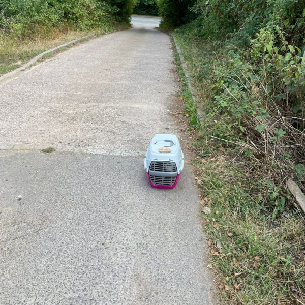 Caja abandonada revela un descubrimiento desgarrador en Animal Shelter-1