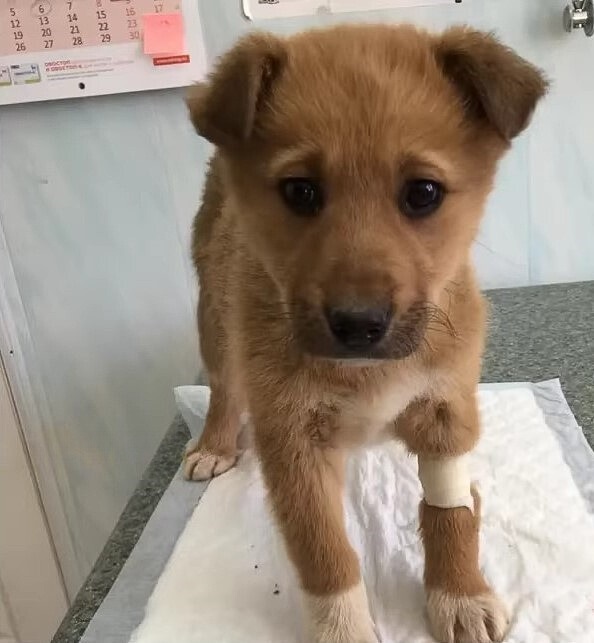 Cachorros abandonados en un bosque nevado encuentran esperanza en Unexpected Hero-1