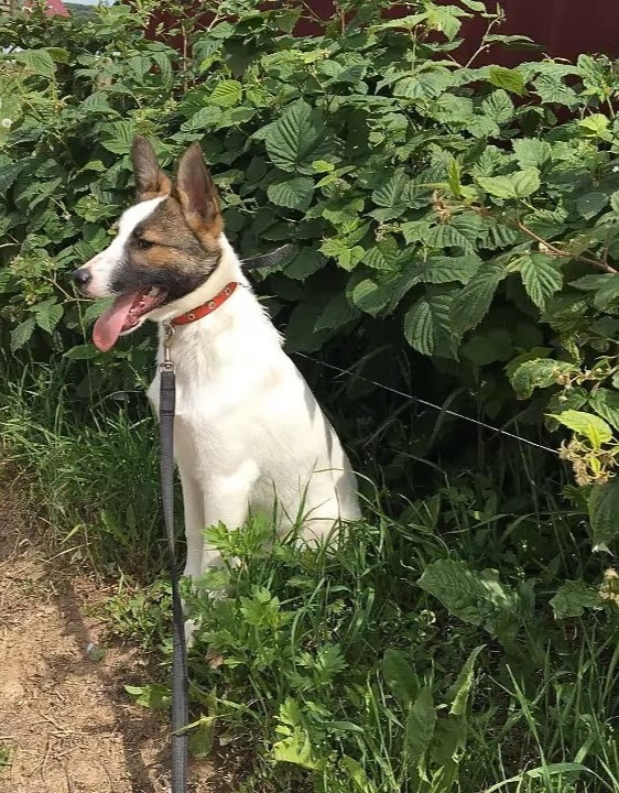 Cachorros abandonados en un bosque nevado encuentran esperanza en Unexpected Hero-1