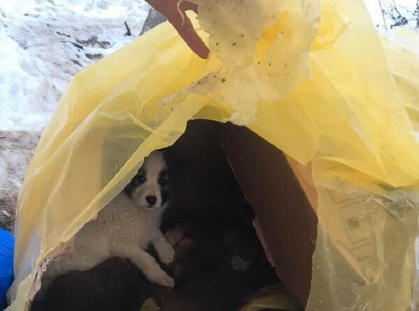 Cachorros abandonados en un bosque nevado encuentran esperanza en Unexpected Hero-1