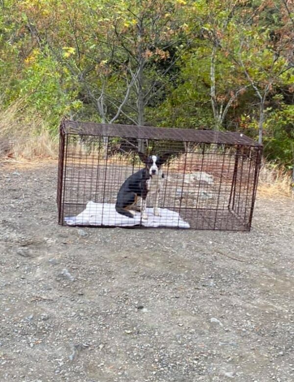 Cachorro abandonado encontrado en lo profundo del bosque provoca un rescate emocional-1