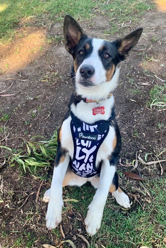 Cachorro abandonado encontrado en lo profundo del bosque provoca un rescate emocional-1