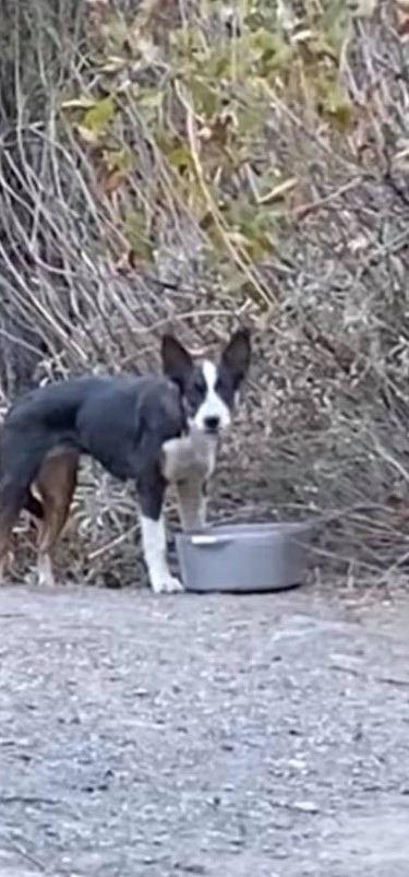 Cachorro abandonado encontrado en lo profundo del bosque provoca un rescate emocional-1