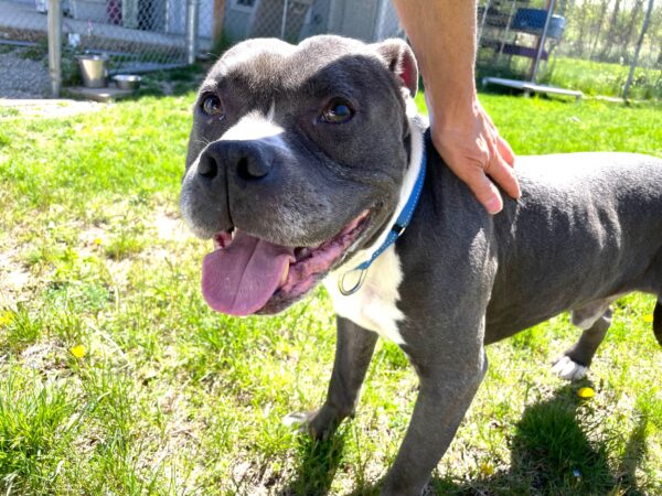 Después de 9 años de amor, este perro enfrenta el desamor: descubre su historia-1