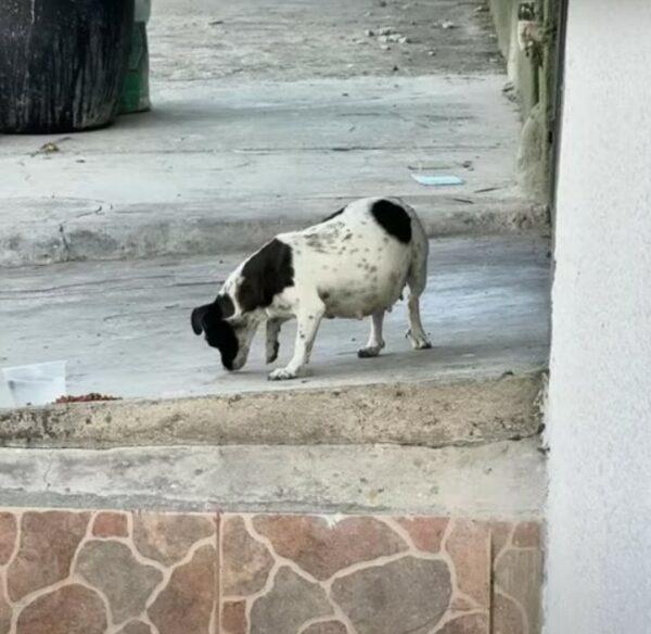 Un encuentro inesperado: cómo la elección de una mujer cambió para siempre la vida de una perra preñada-1