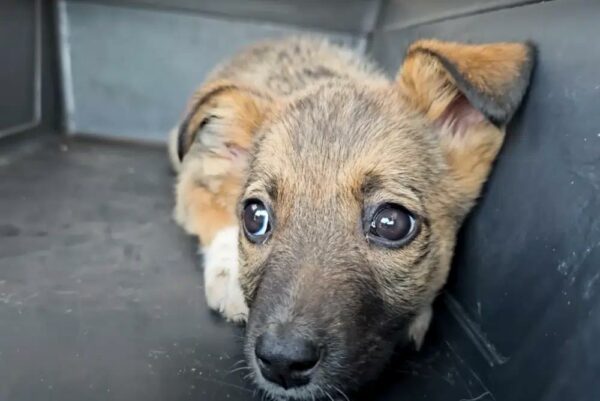 La sincera misión de Brave Rescuer: Cachorro encontrado en condiciones desesperadas-1