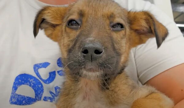 Brave Rescuer's Heartfelt Mission: Puppy Found in Desperate Condition-1