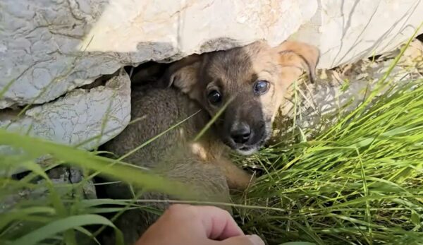 Brave Rescuer's Heartfelt Mission: Puppy Found in Desperate Condition-1