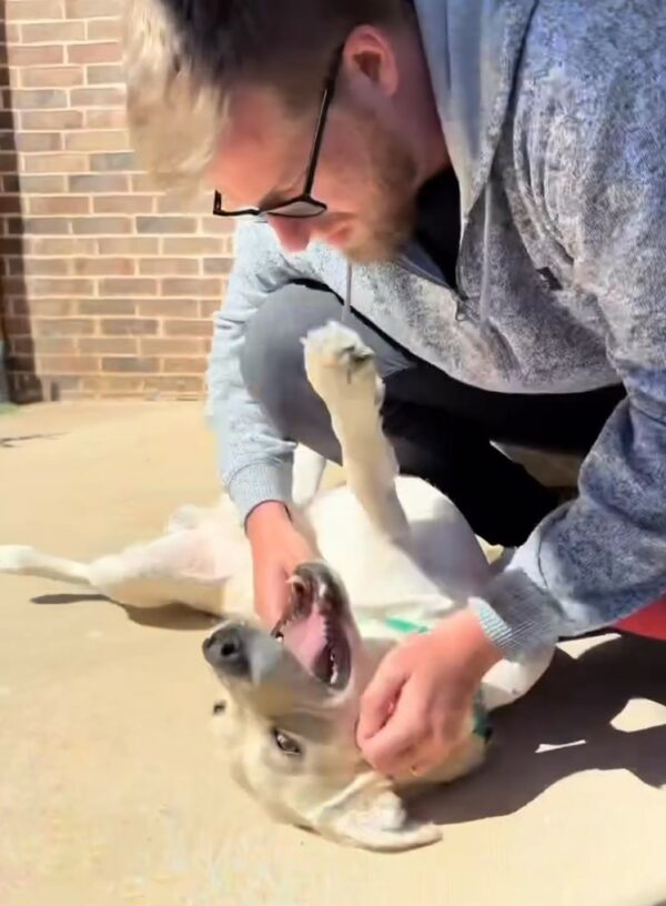 Couple's Wedding Plans Take a Dramatic Turn When They Find a Struggling Pup-1