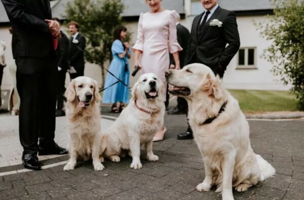 Couple's Wedding Surprise Leaves Dog Lovers in Tears of Joy-1