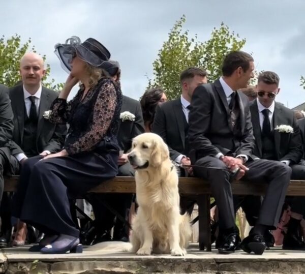 La sorpresa de la boda de una pareja deja a los amantes de los perros llorando de alegría-1