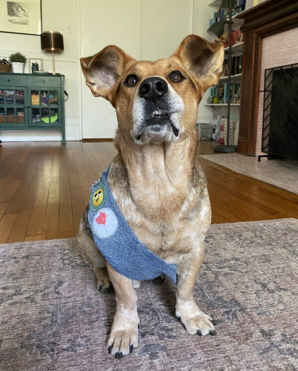 La sincera creación de una mamá perro para su querido cachorro derretirá tu corazón-1