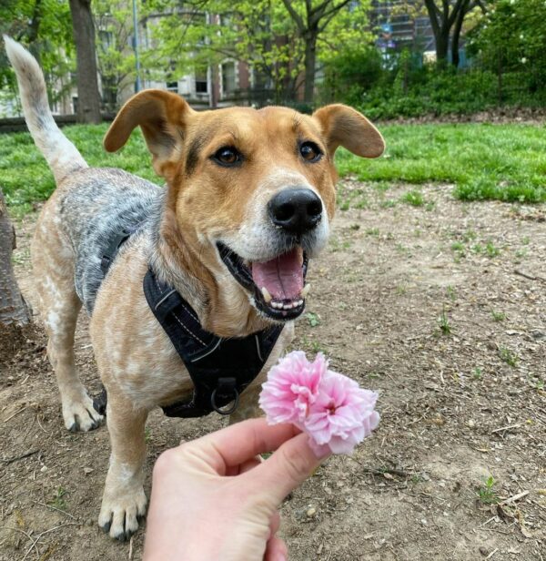 La sincera creación de una mamá perro para su querido cachorro derretirá tu corazón-1