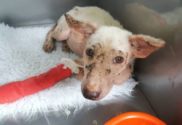 Dog's Heartbreaking Wait: Abandoned In Field, Hoping For A Miracle-1