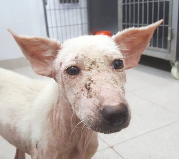 La desgarradora espera de un perro: abandonado en el campo, esperando un milagro-1