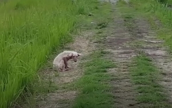 Dog's Heartbreaking Wait: Abandoned In Field, Hoping For A Miracle-1