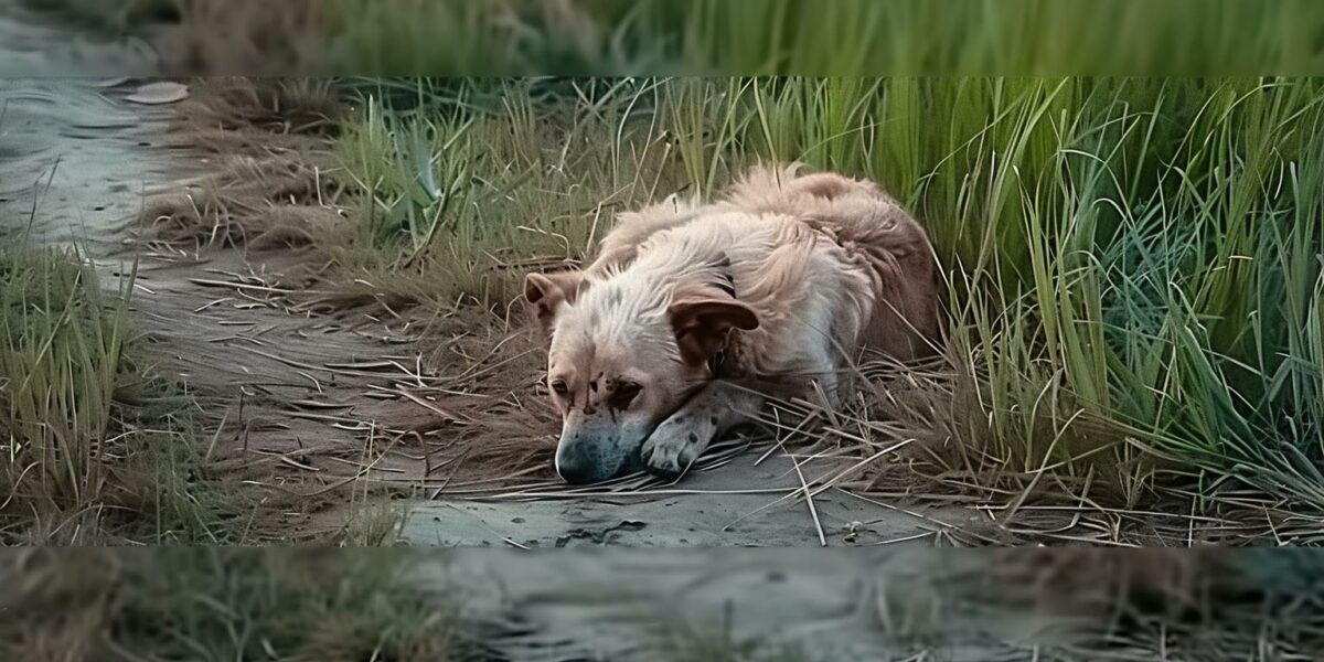 Dog's Heartbreaking Wait: Abandoned In Field, Hoping For A Miracle