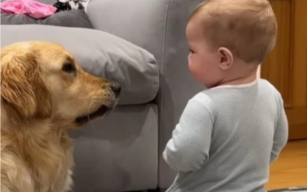 Dog's Tearful Apology to Baby Leaves Everyone Emotional-1