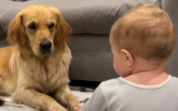 Dog's Tearful Apology to Baby Leaves Everyone Emotional-1