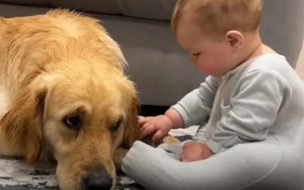 Dog's Tearful Apology to Baby Leaves Everyone Emotional-1