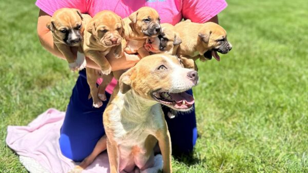 Sorprendente descubrimiento de los bomberos: familia de perros encontrada en circunstancias increíbles-1