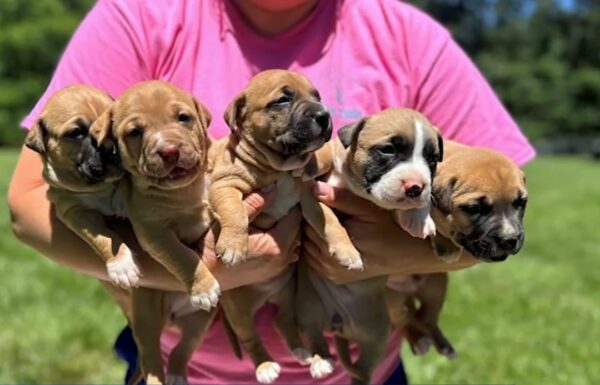 Sorprendente descubrimiento de los bomberos: familia de perros encontrada en circunstancias increíbles-1