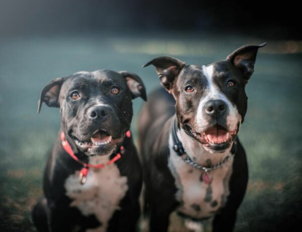 De la desesperación a la alegría: el increíble viaje de una familia de perros necesitada-1