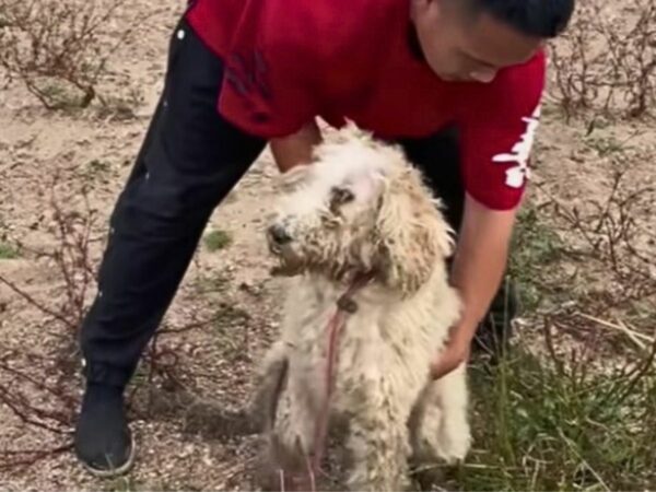 Del miedo a la alegría: el notable viaje de confianza de Poodle-1