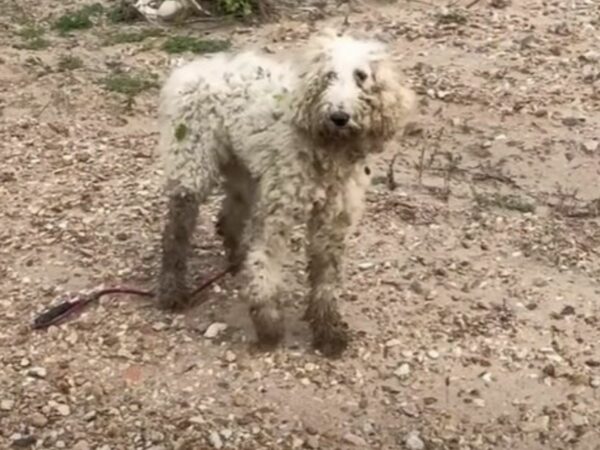 Del miedo a la alegría: el notable viaje de confianza de Poodle-1