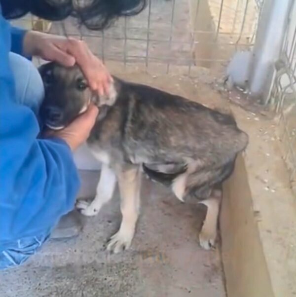 Del miedo a la alegría: el increíble cambio de rumbo de un cachorro abandonado-1