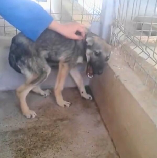 Del miedo a la alegría: el increíble cambio de rumbo de un cachorro abandonado-1