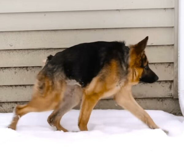 From Stray to Star: The Unbreakable Spirit of a Short-Spined German Shepherd-1