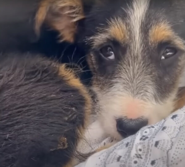 El increíble encuentro de una niña en Scrapyard conduce a un rescate trepidante-1