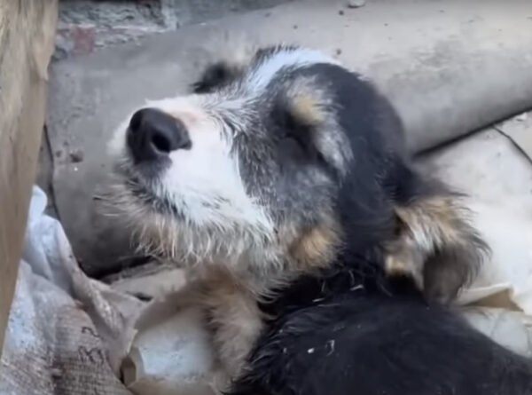 El increíble encuentro de una niña en Scrapyard conduce a un rescate trepidante-1