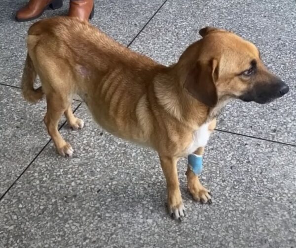 Historia desgarradora: La milagrosa recuperación de un perro abandonado-1