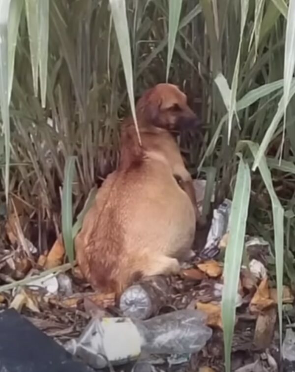 Historia desgarradora: La milagrosa recuperación de un perro abandonado-1