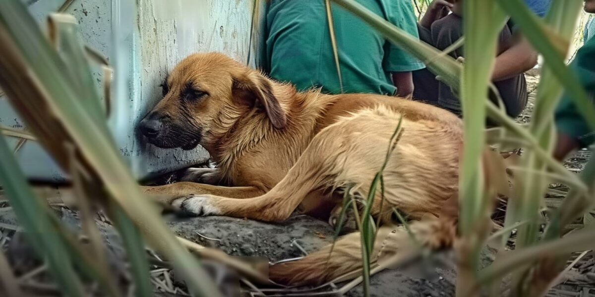 Heart-Wrenching Tale: Abandoned Dog's Miraculous Recovery