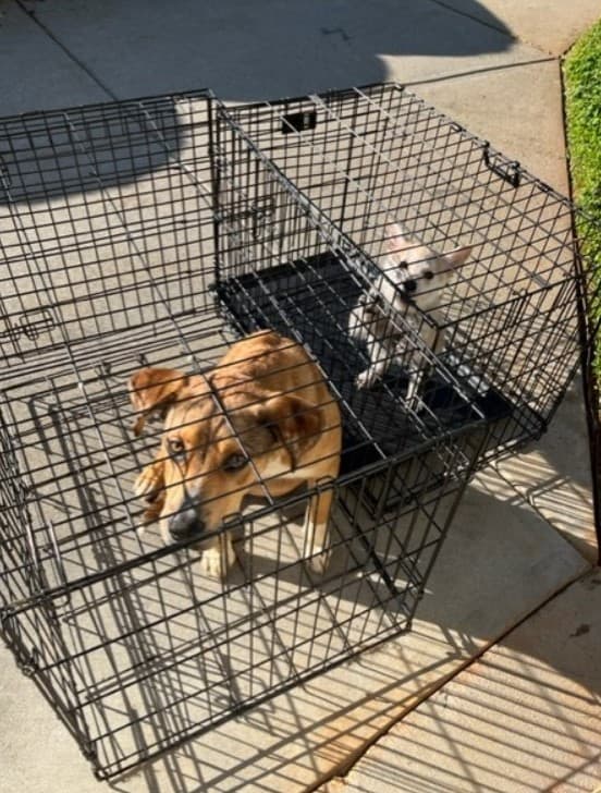 Sentido descubrimiento: Cachorros abandonados y la nota que cuenta su historia-1