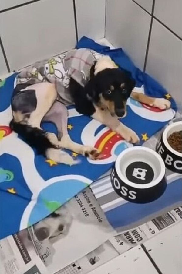 Injured Dog's Tail Wagging Hides a Heartbreaking Plea for Help-1